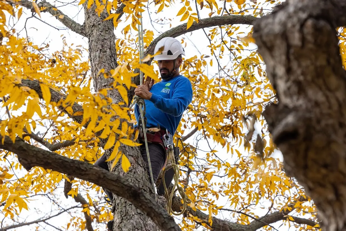 Skilled Tree Trimming crew working in Trappe
